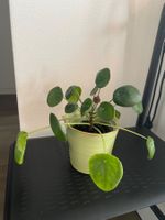 Pilea / Chinese Money Plant in Stylish Cream Ribbed Pot