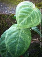 Syngonium Macrophyllum „Frosted Heart“ - Sammler-Aroid