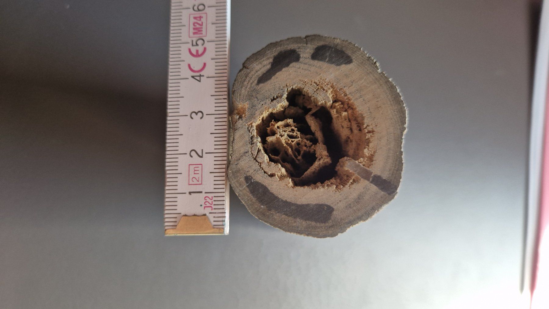 Fossili: Versteinertes Holz L: 115mm d: 50mm – Nuovo (secondo la descrizione) da Roggliswil venduto da Crosser17 3