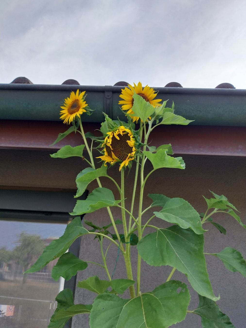 Piante & sementi: Samen Sonnenblumen 4 Sorten a 3Stk. 2026 – Usato da Schwaderloch venduto da bademeister79 1