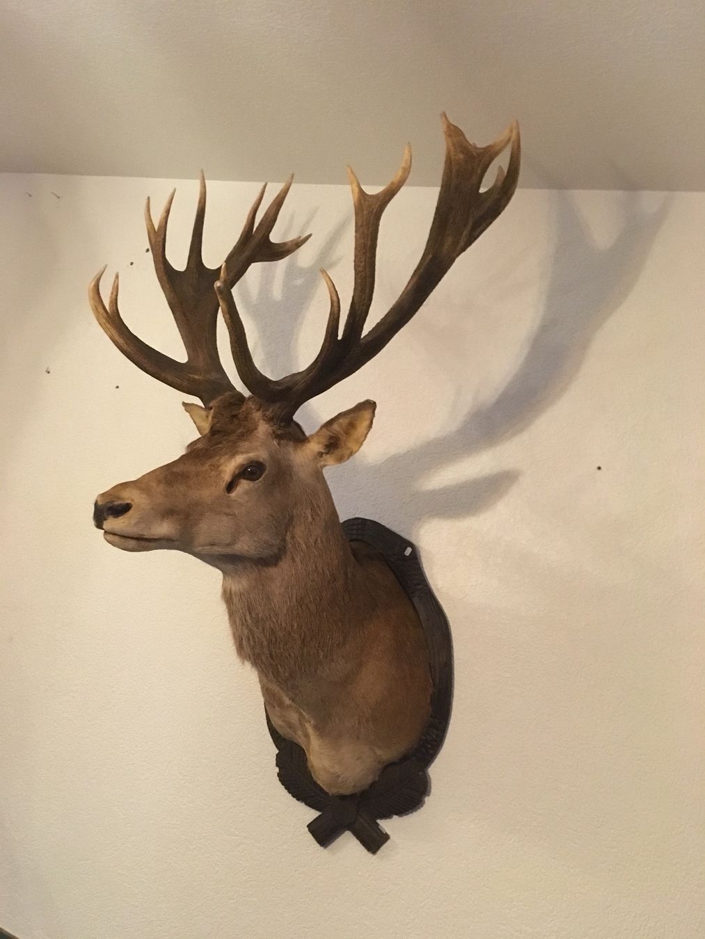 Il mondo degli animali: Cerf 20 cors naturalisé – Usato da Orsières venduto da 2012momo01 2