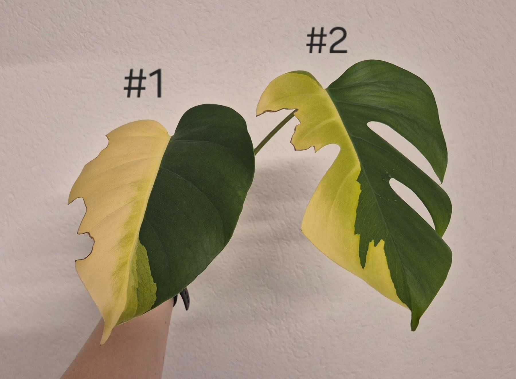 Piante & sementi: 🌿 Monstera Aurea Ableger #1🌿 – Nuovo (secondo la descrizione) da Dürrenäsch venduto da Tina_2023 4