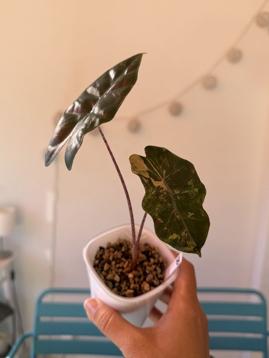 Piante & sementi: Alocasia Pseudo Sanderiana Aurea Variegata – Usato da Ostermundigen venduto da summy73 1