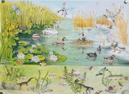 Plakat „Biodiversität und Lebensräume – Weiher“ (2007)