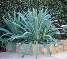 Mexikanische Lilie - Beschorneria yuccoides - 30 Samen