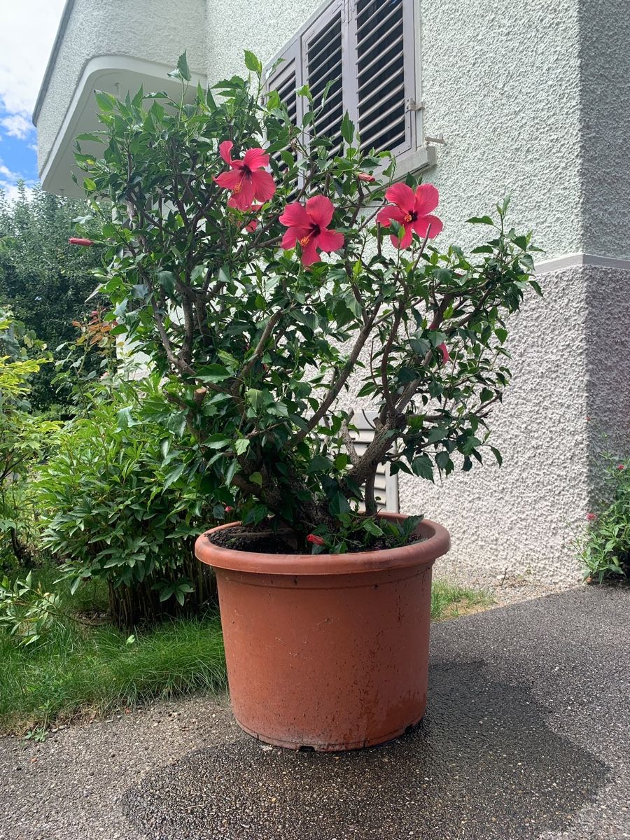 Piante & sementi: Hibiskus  – Usato da Uster venduto da ric012