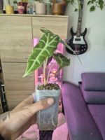 Alocasia amazonica ‘Polly’ – PON