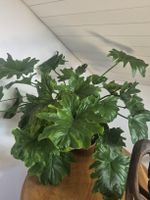 Zimmerpflanze Philodendron Selloum
