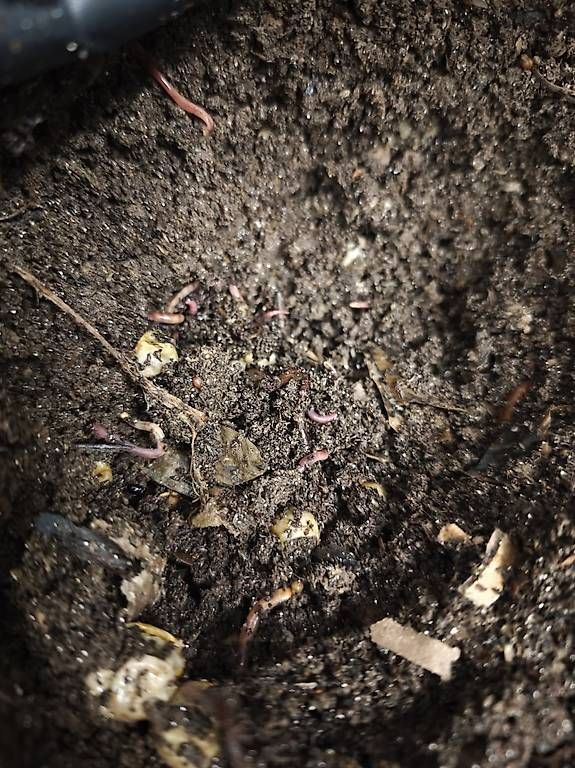 Coffres de rangement: Red wiggler worms + VEVOR 5-Tray Worm Composter tower – D'occasion à Dübendorf par Olenaaa 1
