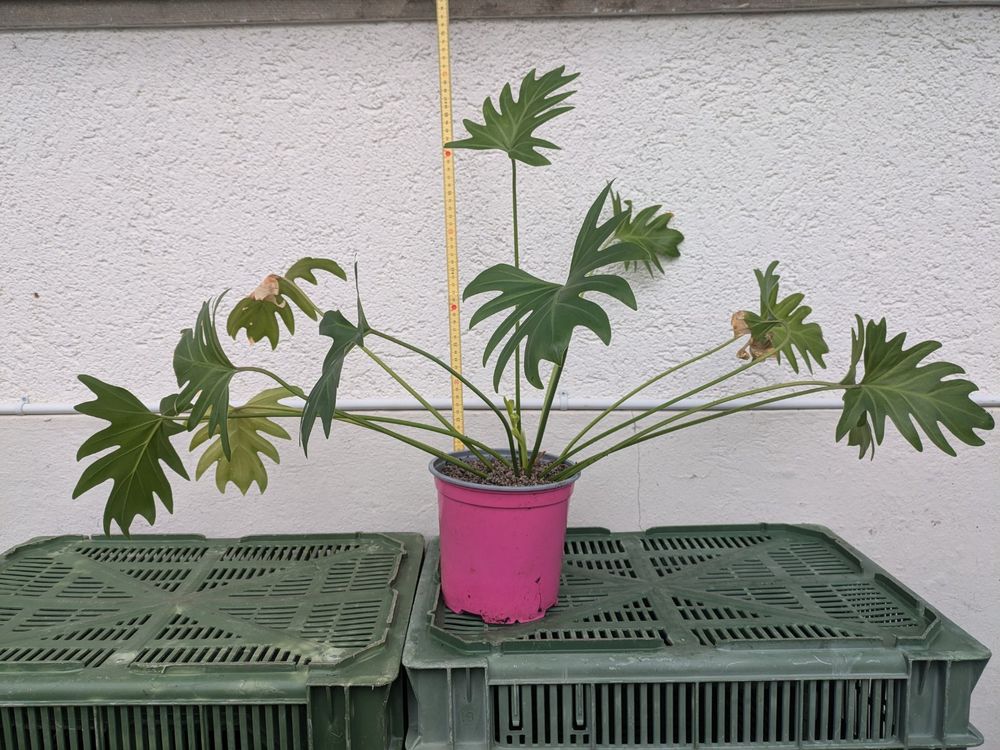 Baum-Philodendron Selloum Ca. 130 Cm Hoch Im 24 Cm Topf - Tropische  Zimmerpflanze Mit Groen Gelappten