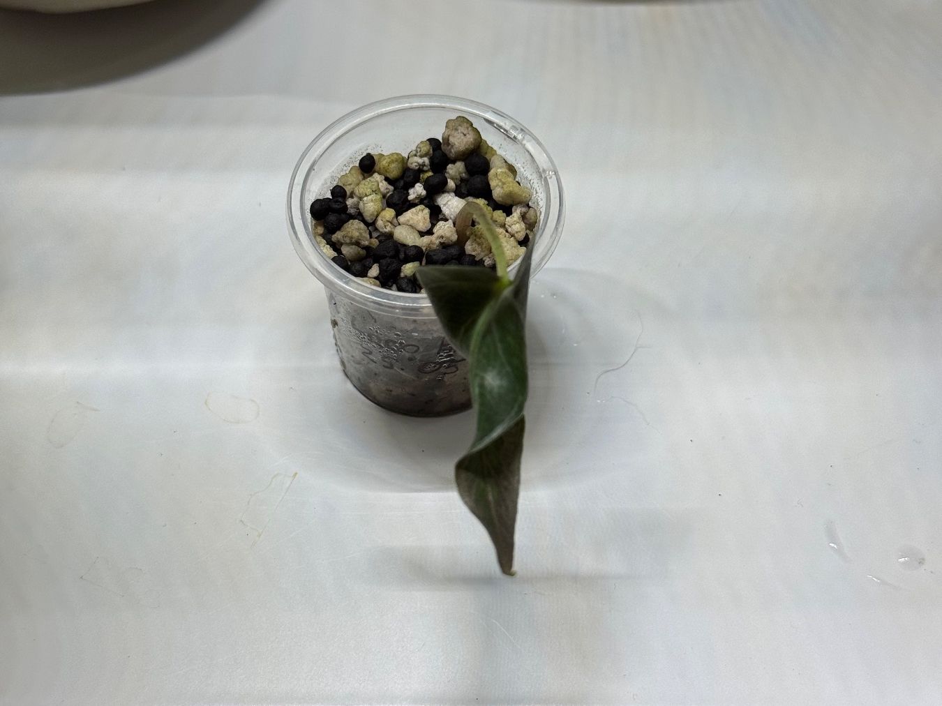 Piante & sementi: Alocasia Loco Baby – Usato da Goldau venduto da pflanzly