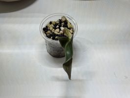 Alocasia Loco Baby