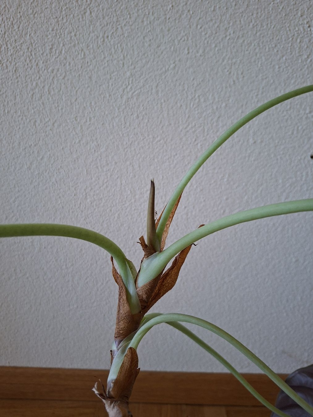Piante & sementi: Alocasia cuprea red – Usato da Urdorf venduto da jen_5zgb 2