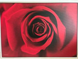 Rote Rose Leinwandbild XXL gerahmt