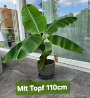 Wunderschöne Zierbanane Zimmerpflanze (Musa)