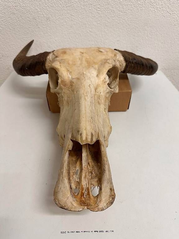Altre raccolte & rarità: Vintage Wasserbüffel Schädel Trophäe mit Hornscheiden – Usato da Obernau venduto da Arche_Noah_Brocki 1