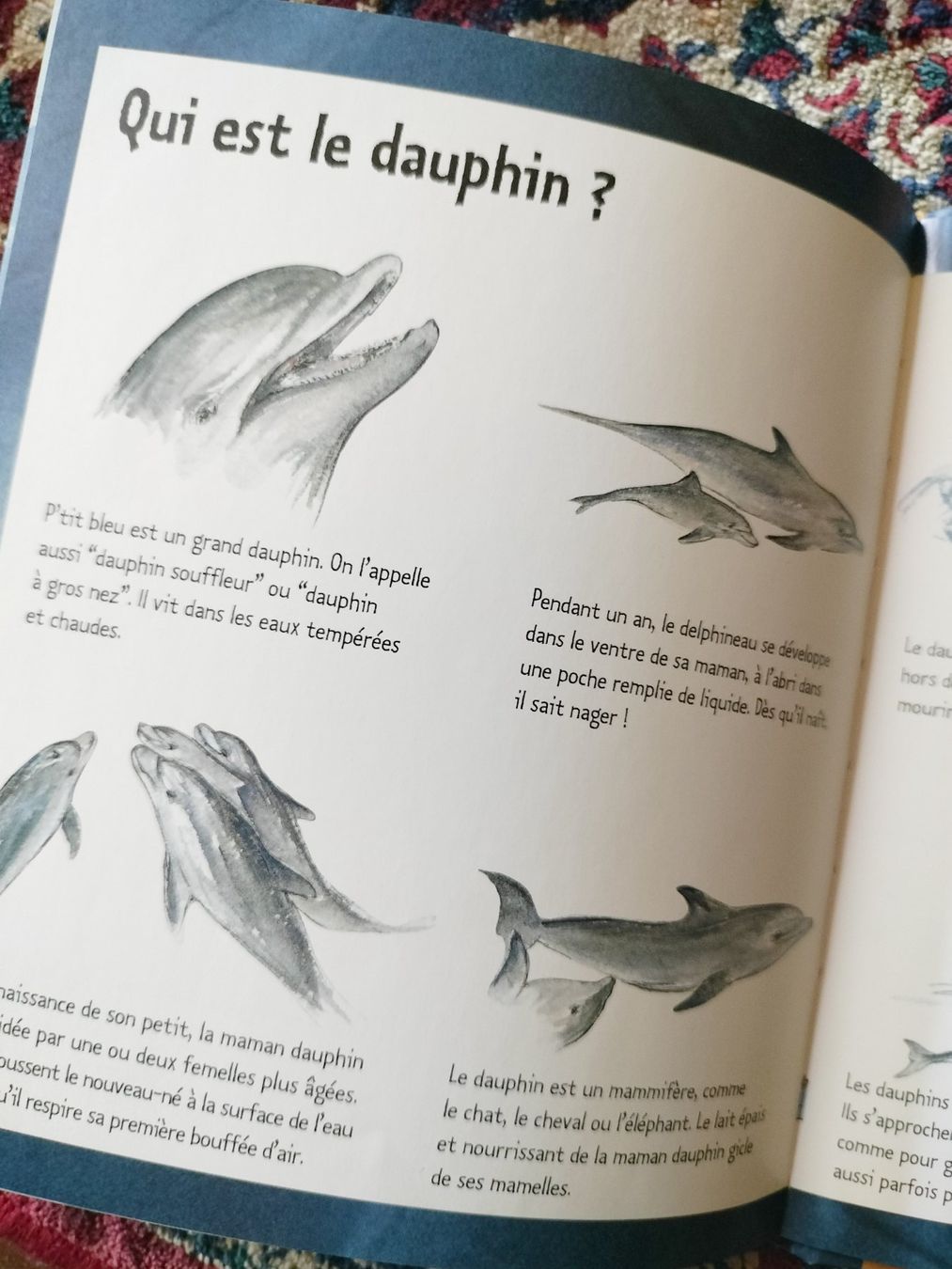 Libri: Le Dauphin Mymi Doinet Nathan – Usato da Cortaillod venduto da rozinna 8
