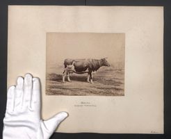 Fotografie Internationale Landwirtschaft