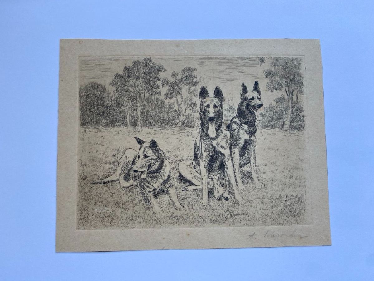 Stiche: Bild  "Schäferhunde", Hunde, schwarz/weiss – Gebraucht aus Dietlikon von VintageStudioZurich 3