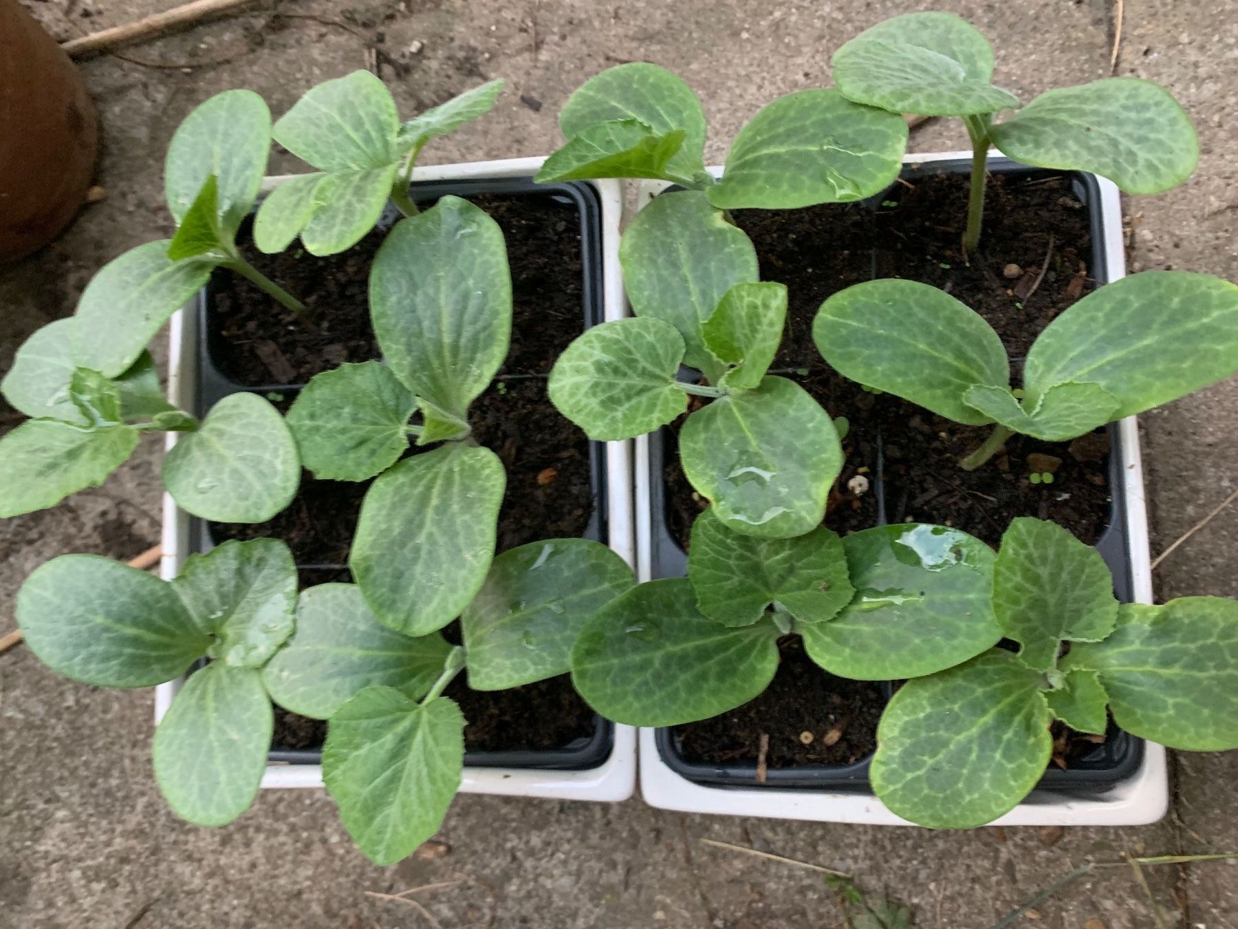 Pflanzen & Samen: 1 Setzling / Kürbis 'Butternut' / Pflanze – Neu (gemäss Beschreibung) aus Hinteregg von ERFOLG78 1