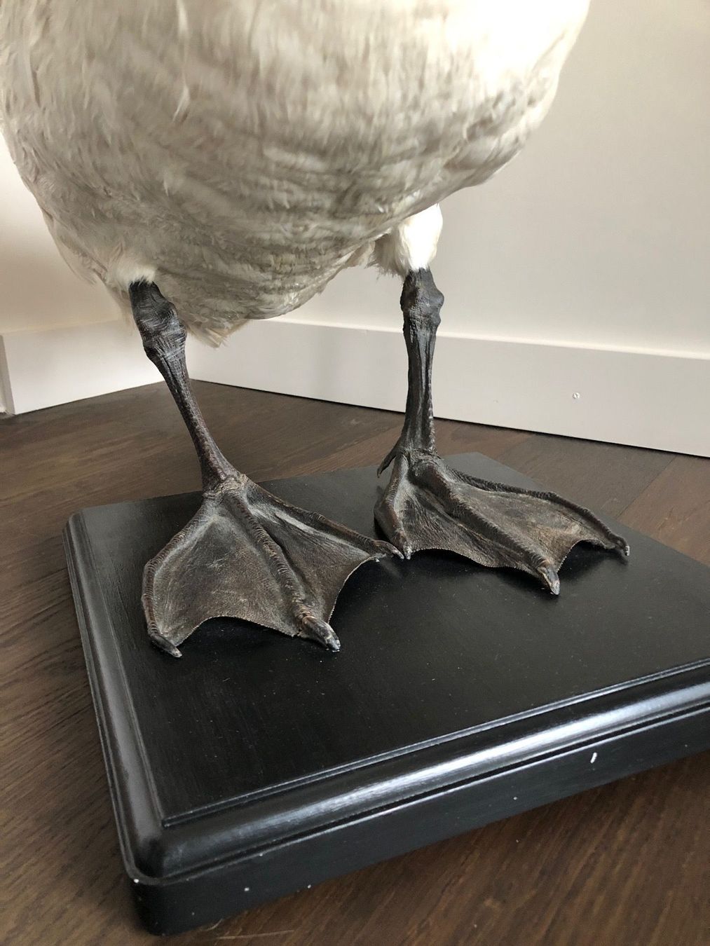 Welt der Tiere: Schwanpräparat - Taxidermie – Gebraucht aus Zürich von inga65 6