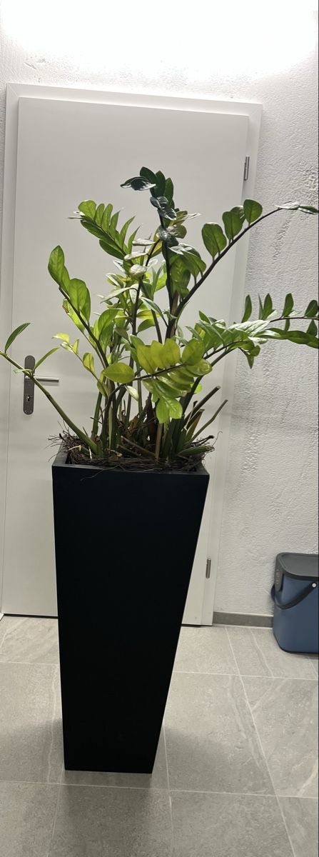 Plantes & graines: Zimmerpflanze inkl. Topf – D'occasion à Biberist par Elli1984
