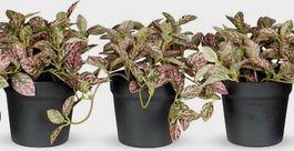 1 STK Künstliche Fittonia Rosa mit Topf, 10 cm, pflegeleicht