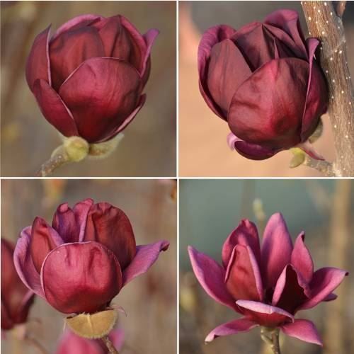 Piante & sementi: Magnolia 'Génie'  20-30cm – Nuovo (secondo la descrizione) da Bremblens venduto da FIBONACCI369 1