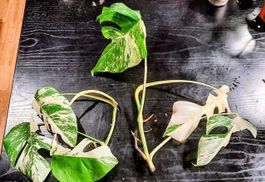 MEGA SALE: 🔥 2 für 1 Monstera Albo Variegata Kopfstecklinge