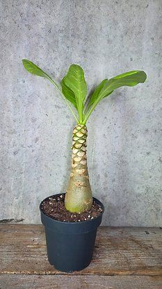 Piante & sementi: Hawaiipalme (Brighamia insignis) – Usato da St.Erhard venduto da Plumilandschweiz