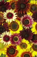 25 Samen Sonnenblume SUMMERTIME MIX