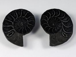 Schwarzes Ammonit Fossilien Paar 31mm
