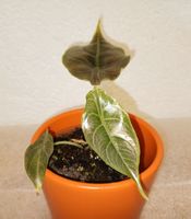 Alocasia Azlanii