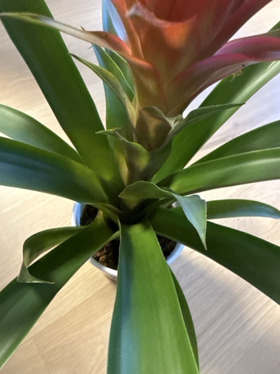 Piante & sementi: Guzmania Hope Zimmerpflanze – Usato da Schlieren venduto da Schnaepliparadies 2