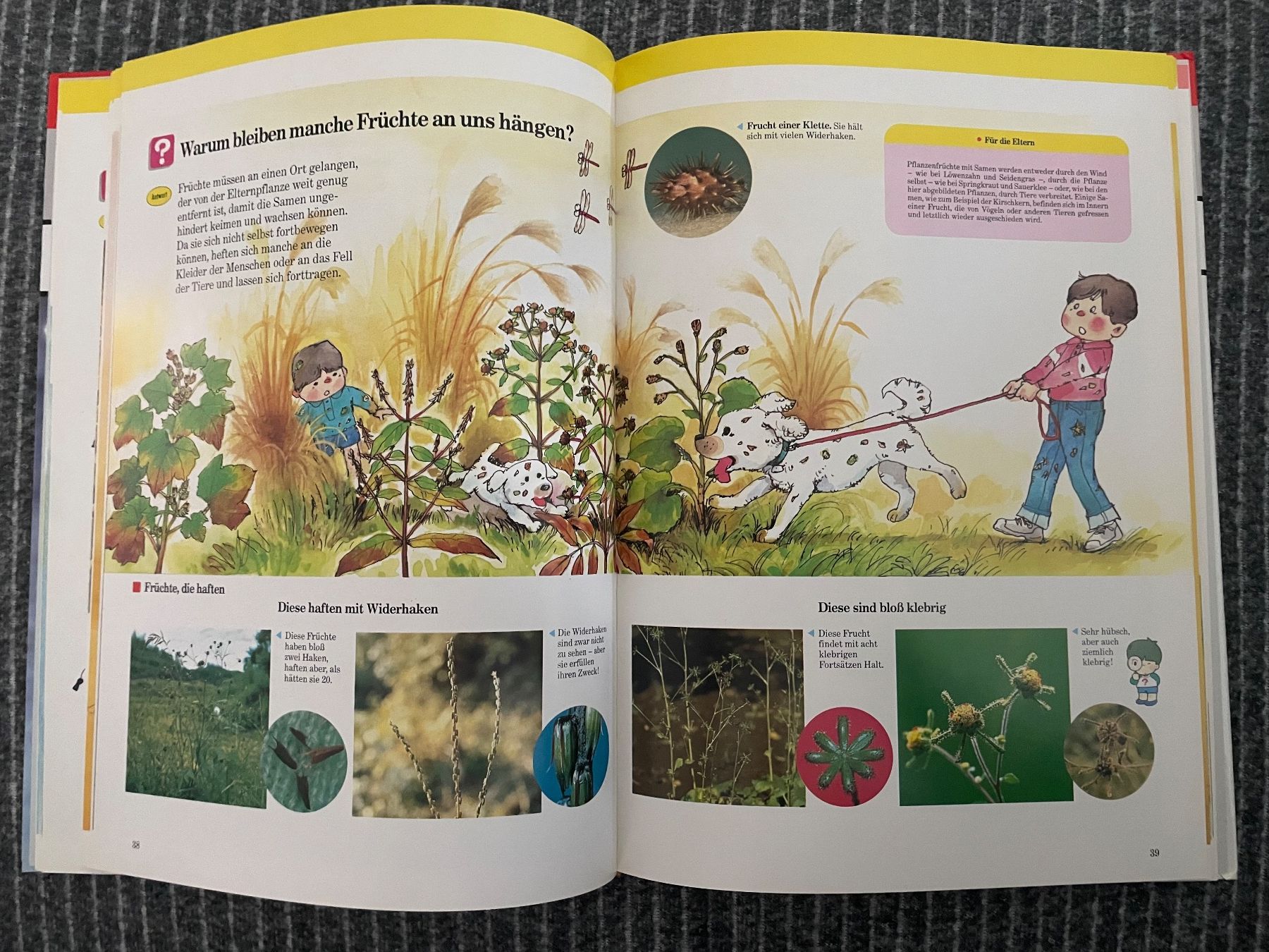Libri: Kinder entdecken... 'Pflanzen und Bäume' KULT – Nuovo (secondo la descrizione) da Dierikon venduto da Butcherboy 3