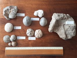 Kleine Sammlung fossiler Seeigel 