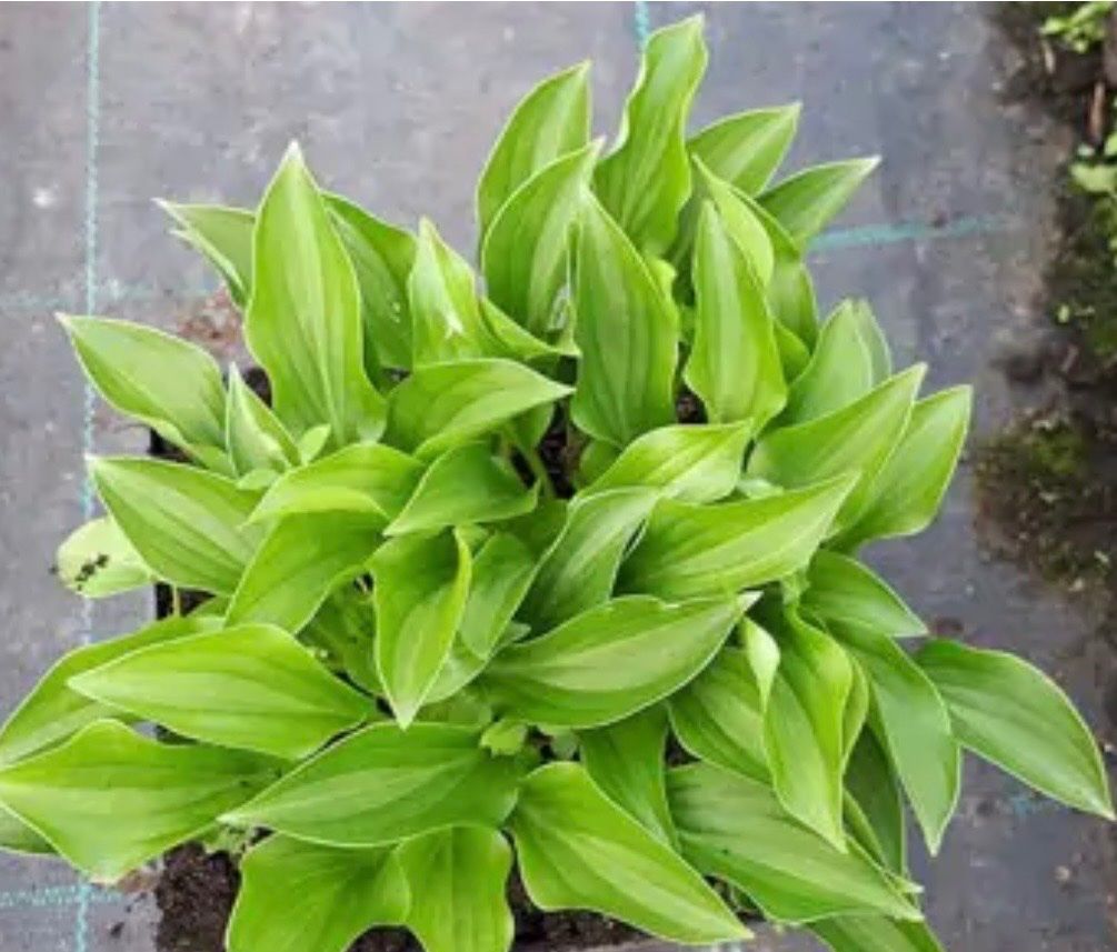Pflanzen & Samen: Hosta Plug Nickel – Gebraucht aus Lajoux JU von Briard0 2
