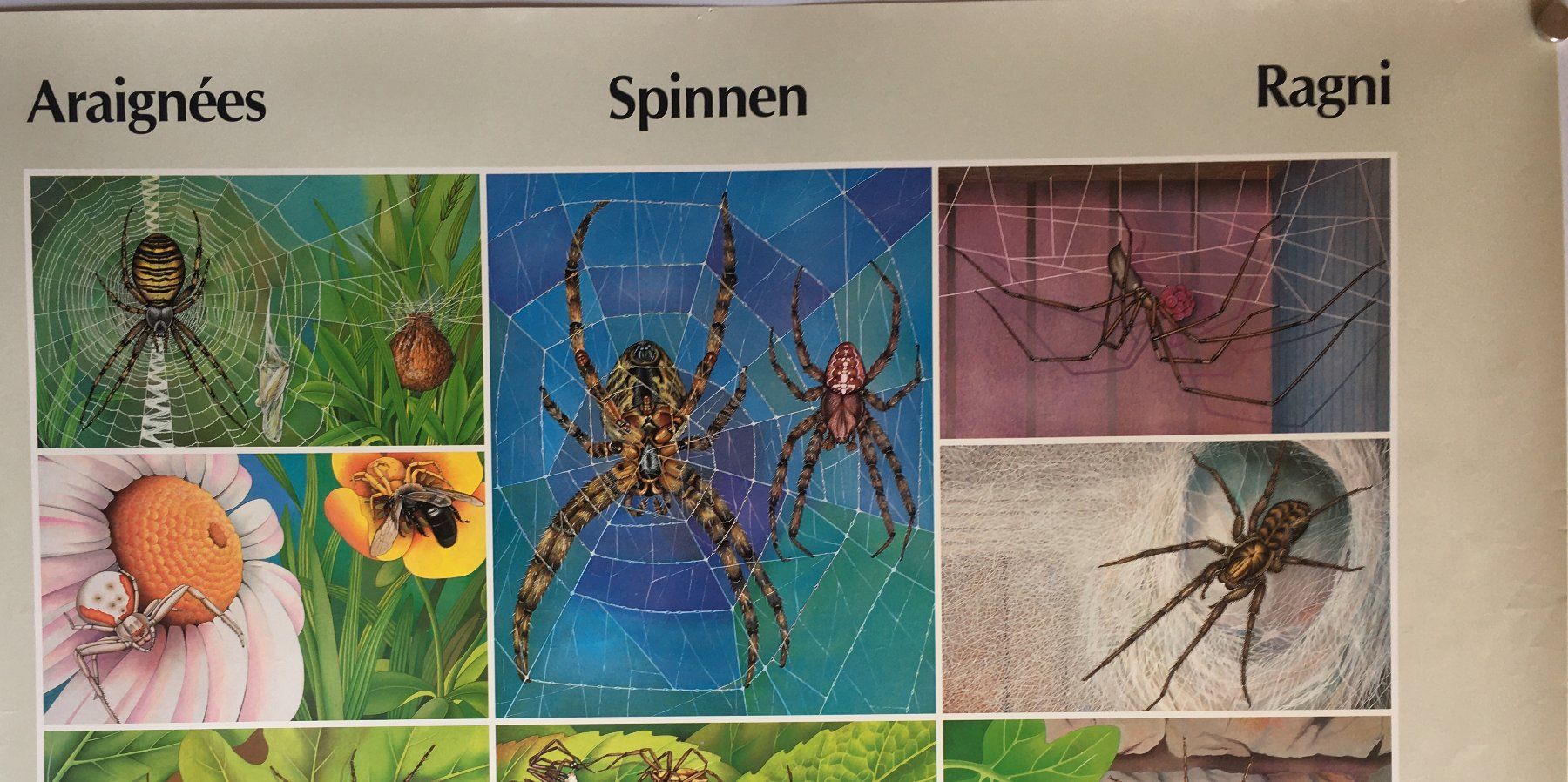 Foto & Immagini: Plakat "Spinnen" Schmidt-Dünnenberger – Usato da Härkingen venduto da sammelbecken 1
