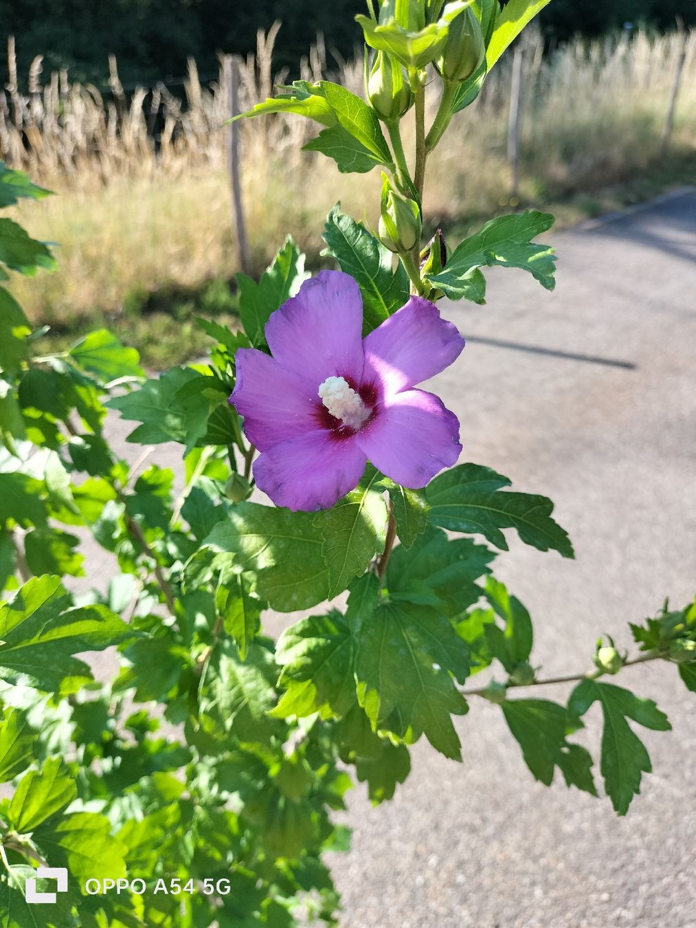 Pflanzen & Samen: Hibiskus Baum Winterhart – Gebraucht aus Attelwil von Schneider76 1