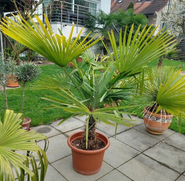 Palme Kaufen auf Ricardo