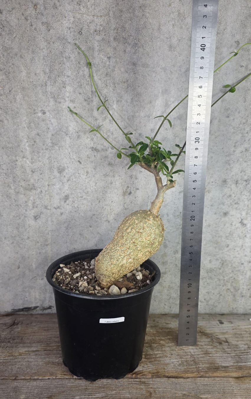 Piante & sementi: 🌿 Fockea edulis – Usato da St.Erhard venduto da Plumilandschweiz 2