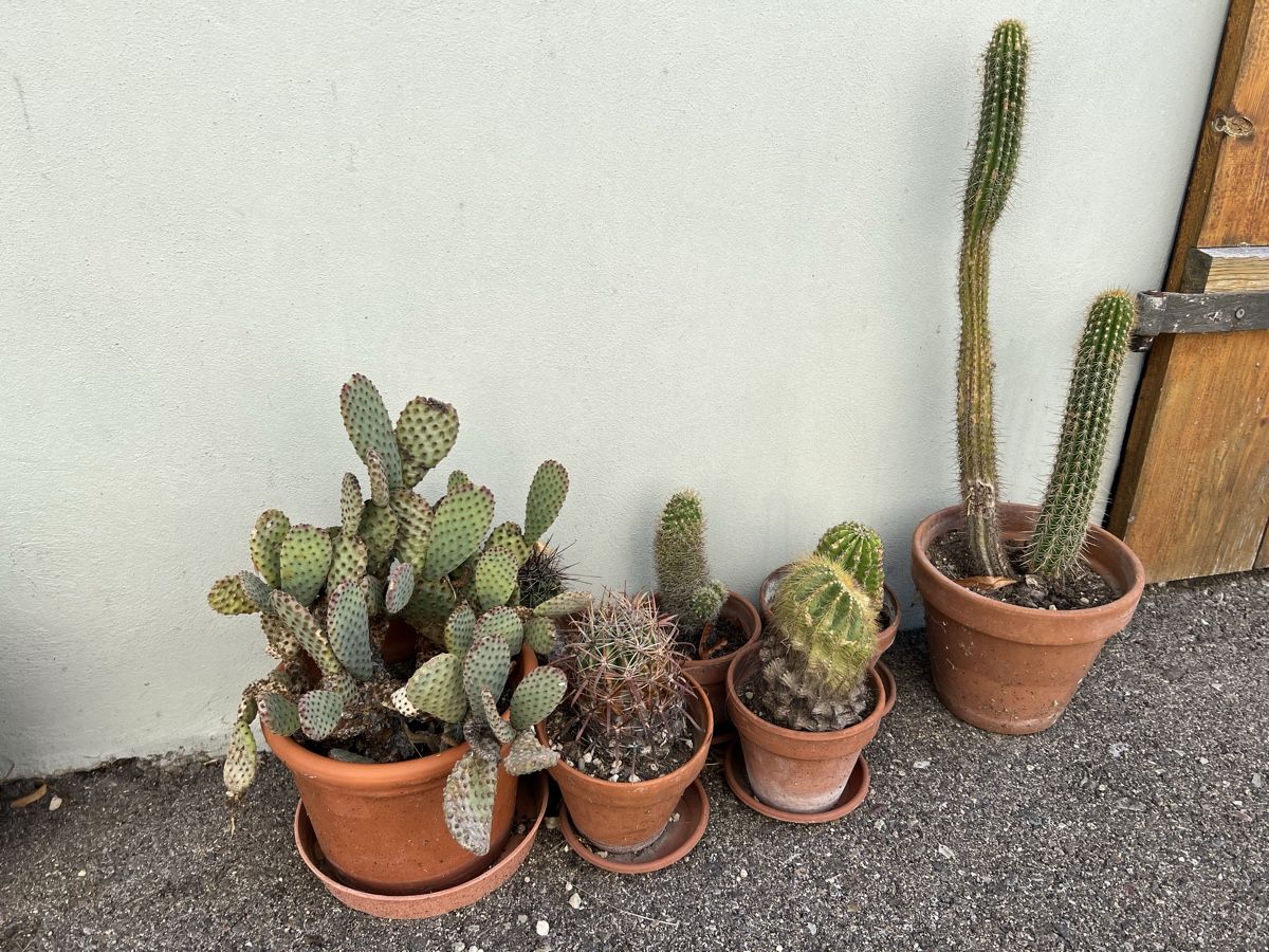 Plantes & graines: Kaktusse – D'occasion à Arboldswil par CJDA 1