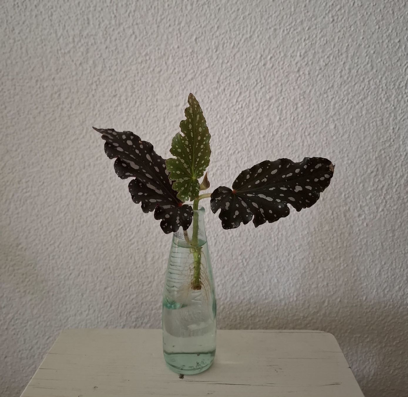 Pflanzen & Samen: Begonia Cracklin' Rosie Ableger – Neu (gemäss Beschreibung) aus Ballwil von Mirjam789