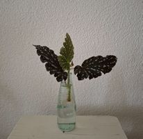 Begonia Cracklin' Rosie Ableger