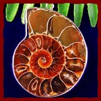 Ammonit Fossil Anhänger