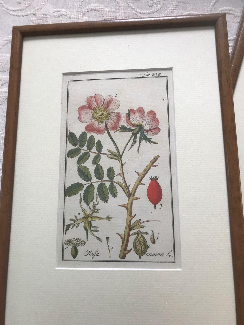 Foto & Immagini: 3er Set gerahmte botanische Drucke, – Usato da Wettingen venduto da Andres54 1