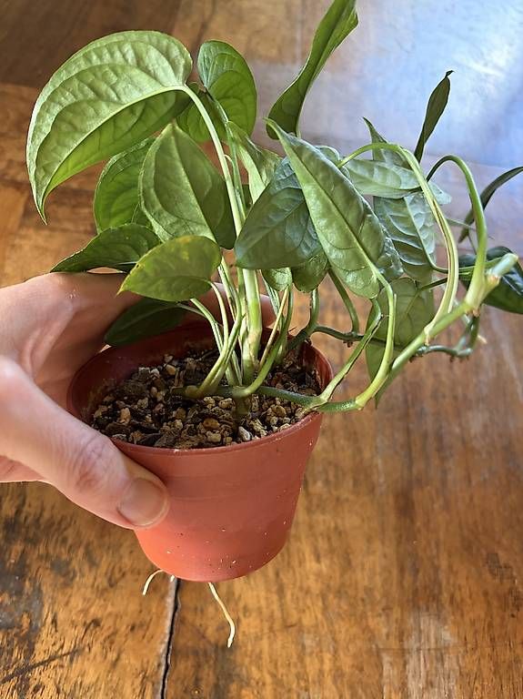 Pflanzen & Samen: Monstera Siltepecana – Gebraucht aus Winterthur von monaG11 1