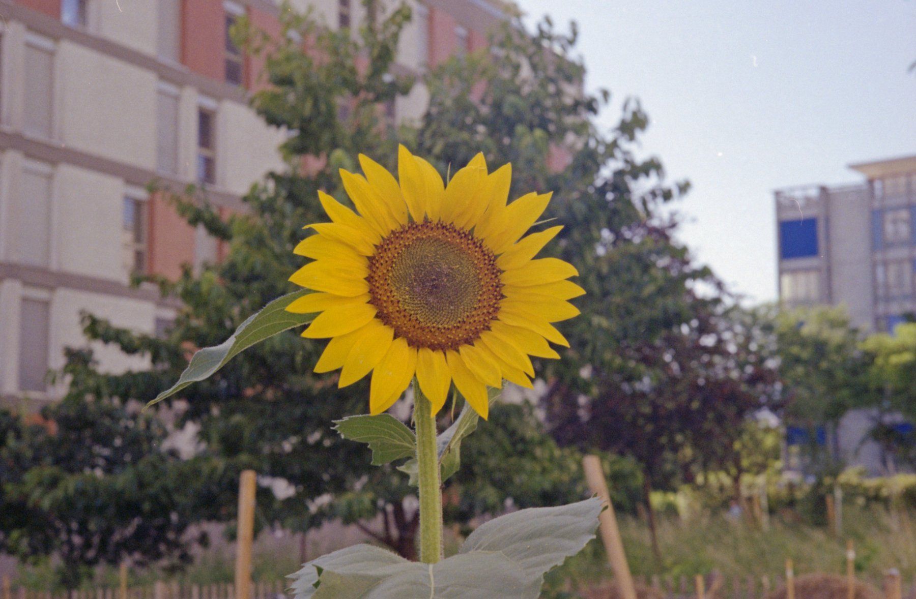 Contax Fotocamera: Contax IIIa et Sonnar 50mm 1:2 – Usato da Petit Lancy venduto da gil_hr6v 9
