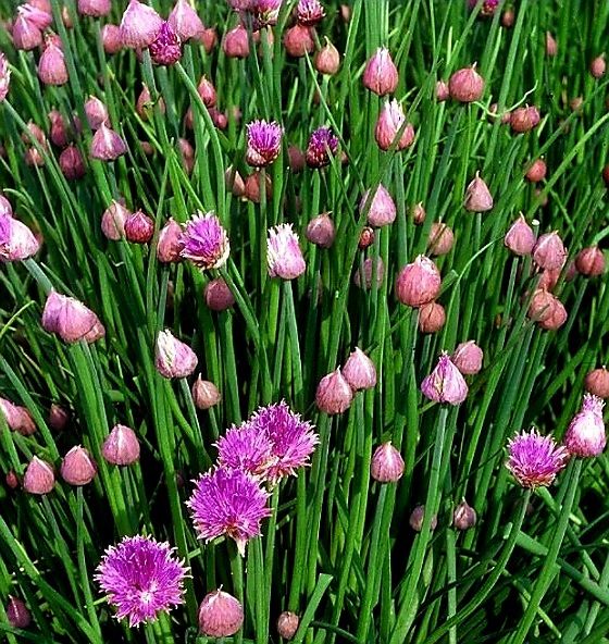 Piante & sementi: 100 Samen SCHNITTLAUCH= "Allium schoenoprasum" – Nuovo e nell'imballaggio originale da Rovio venduto da POSITIFFARTandPLANTS 3