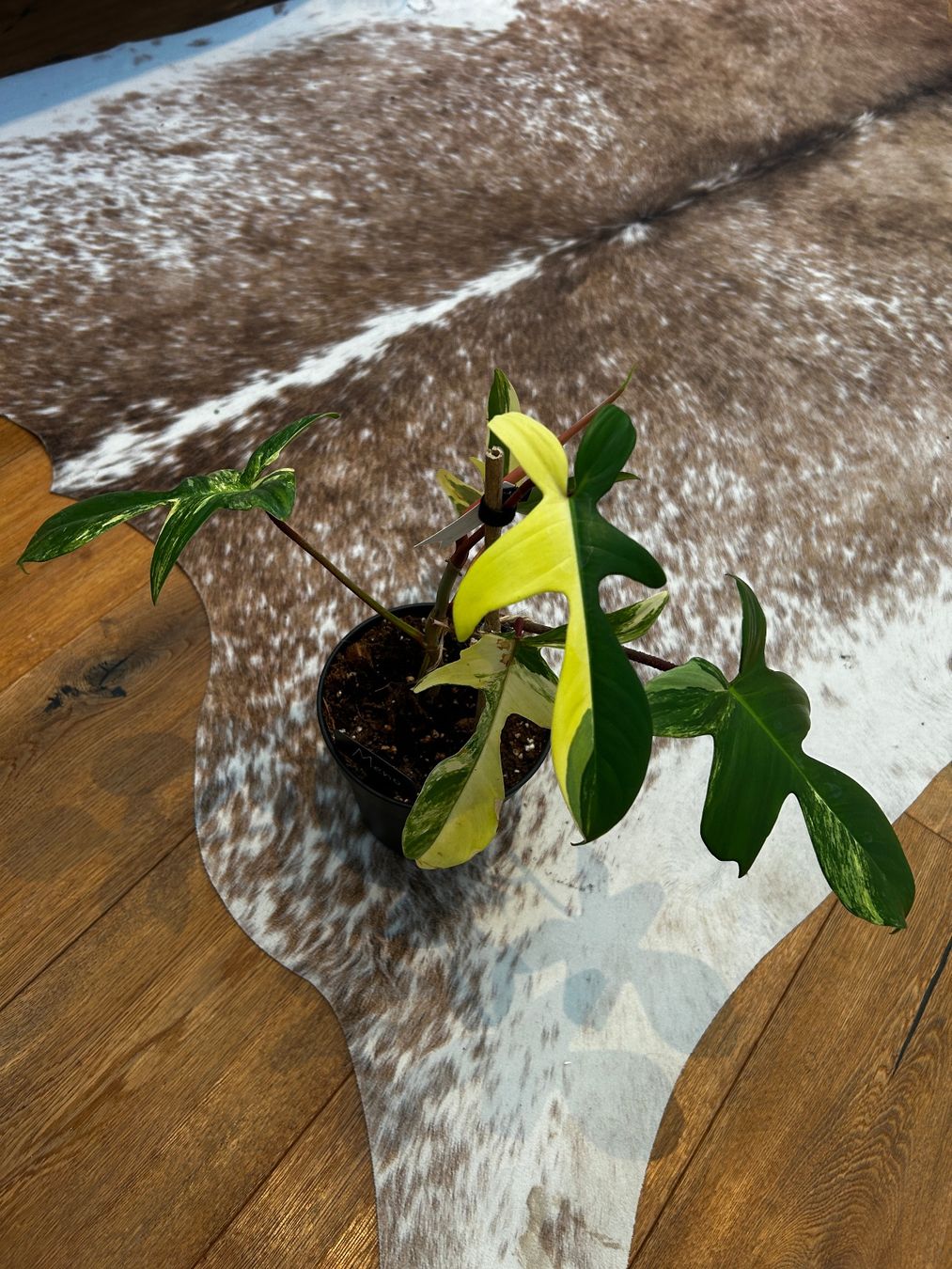 Pflanzen & Samen: Philodendron Florida beauty💛 – Gebraucht aus Wattwil von Mikesplantshop 2